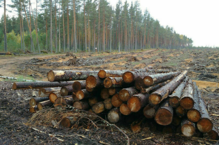 Поддержка лесозаготовителей Сибири. Меры или полумеры?