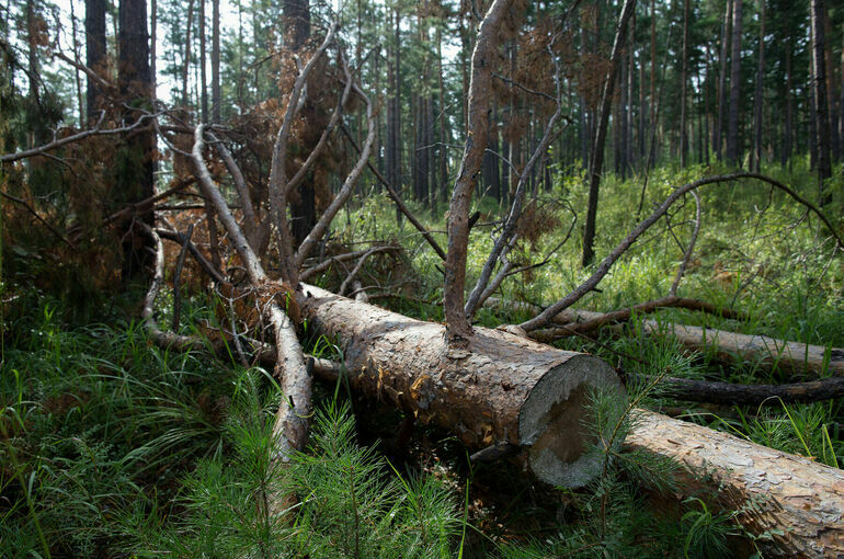 «Елки-палки» пойдут на пользу обществу 