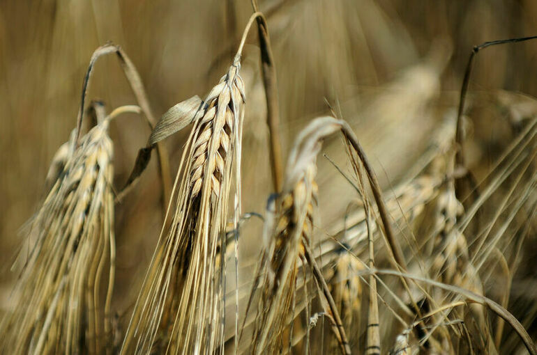В посольстве РФ заявили об оставшихся проблемах с экспортом зерна