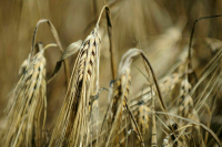 В посольстве РФ заявили об оставшихся проблемах с экспортом зерна