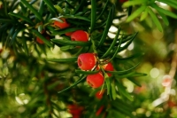 Термин «редкие растения» заменят на «объекты растительного мира»