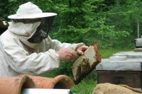 В России защитят интересы аграриев и пчеловодов-промышленников 
