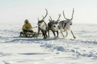 В Красноярском крае увеличены выплаты для оленеводов, рыбаков и охотников