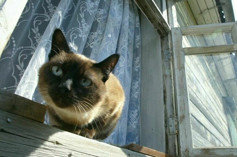 Самый старый сиамский кот России умер в Тюмени - Парламентская газета