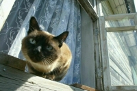 Самый старый сиамский кот России умер в Тюмени