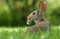 Журавлей и зайцев хотят защитить от отравлений агрохимикатами