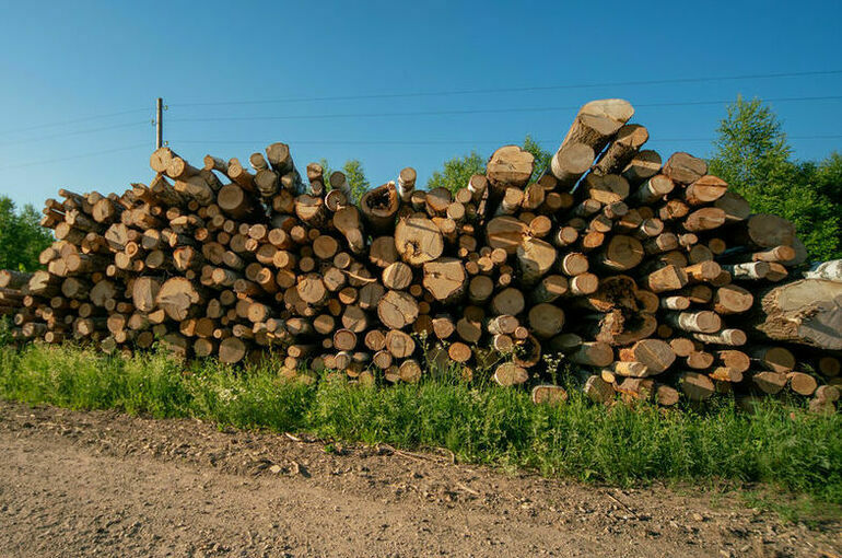 Как не наломать дров при заготовке древесины