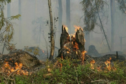 Поджигателей леса предложили искать с помощью арендаторов