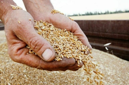 Польша призвала ЕС ограничить импорт украинского зерна на европейский рынок