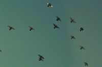 Самолет из Петербурга столкнулся с птицами в аэропорту Самары