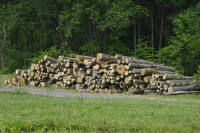 Как требования к перевозке древесины физлицами зависят от ее объема