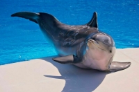 Запретить вылов дельфинов для развлечения требуют уже почти два миллиона человек