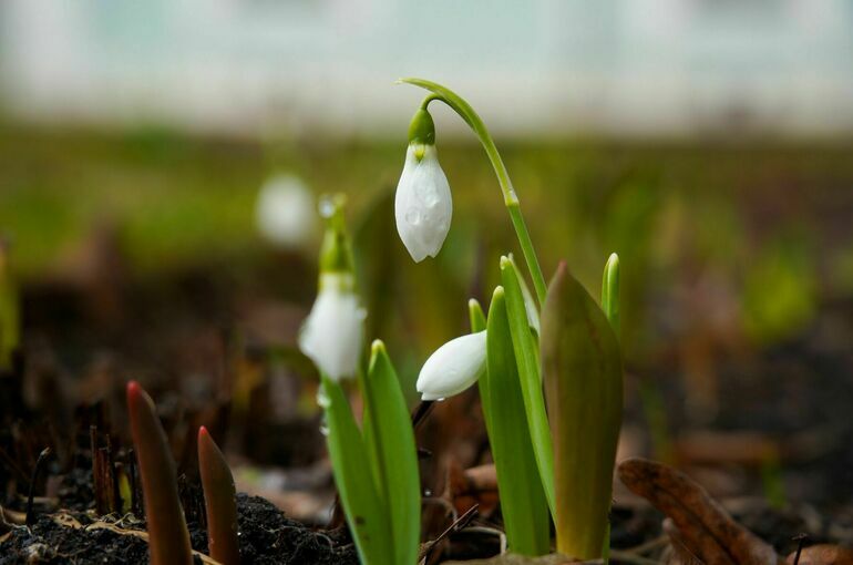 В Москве на выходных обещают до +15 градусов