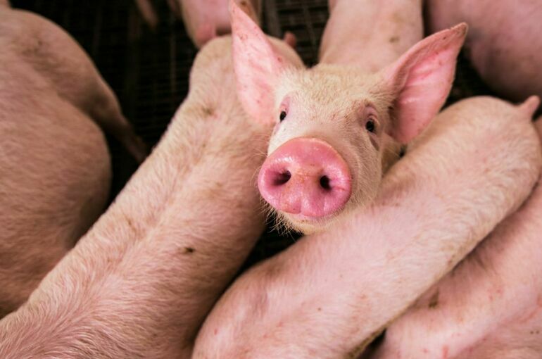В Белгородской области из-за обстрела со стороны ВСУ погибли 178 свиней