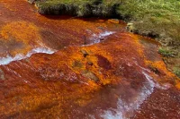 Жители Белгородской области жалуются на покрасневшие водоемы