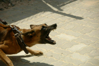СМИ: Жители Оренбурга жаловались на загрызших ребенка собак до трагедии