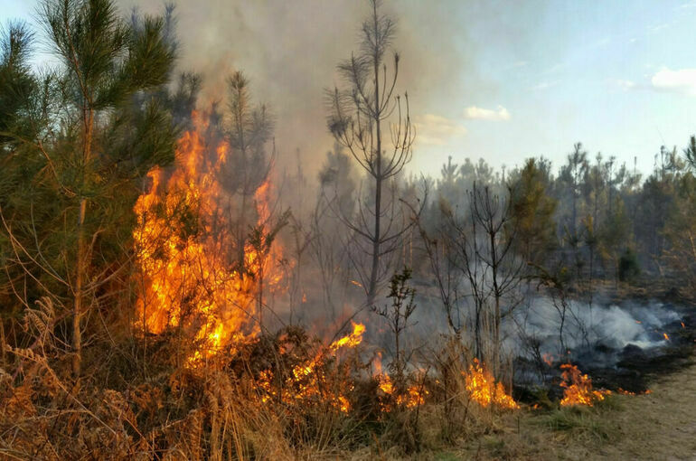 В МЧС заявили, что пожароопасный сезон уже открыт в 72 регионах РФ
