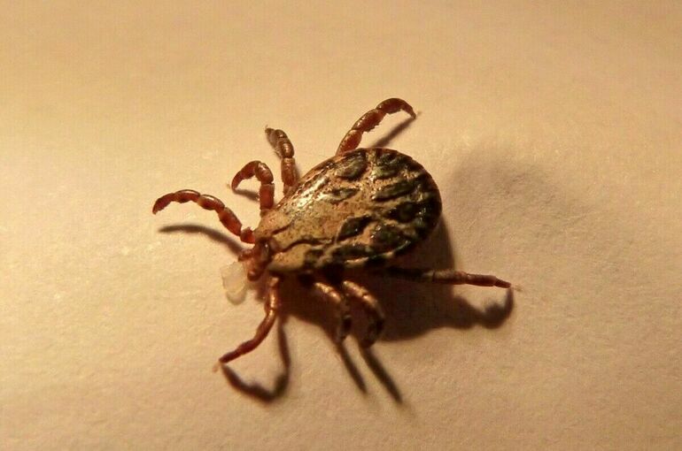 Контроль за обработкой детских лагерей от клещей и комаров усилят