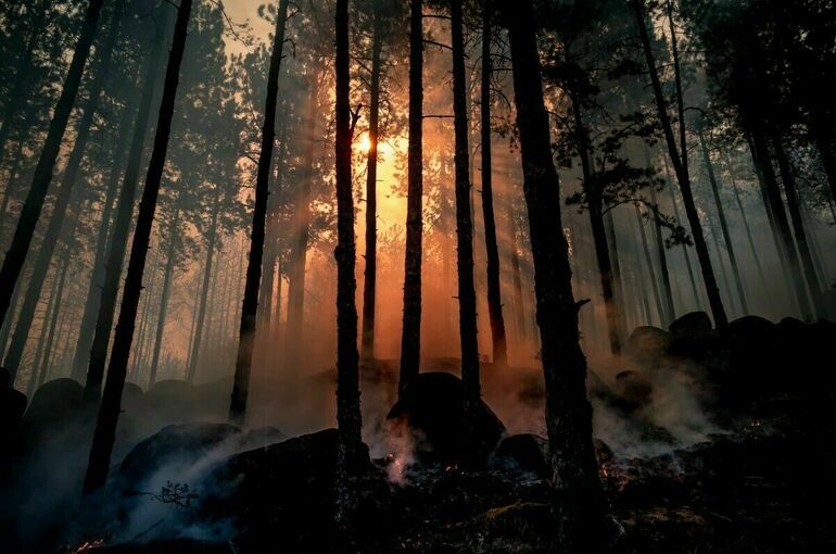 В 2022 году площадь лесных пожаров в регионах сократилась в три раза