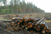 За год объем незаконных рубок леса сократился почти на 40%