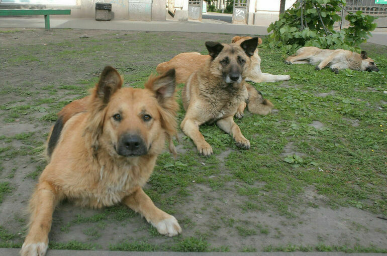 Оренбургский губернатор предложил разрешить регионам гуманно усыплять агрессивных собак