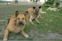 Оренбургский губернатор предложил разрешить регионам гуманно усыплять агрессивных собак