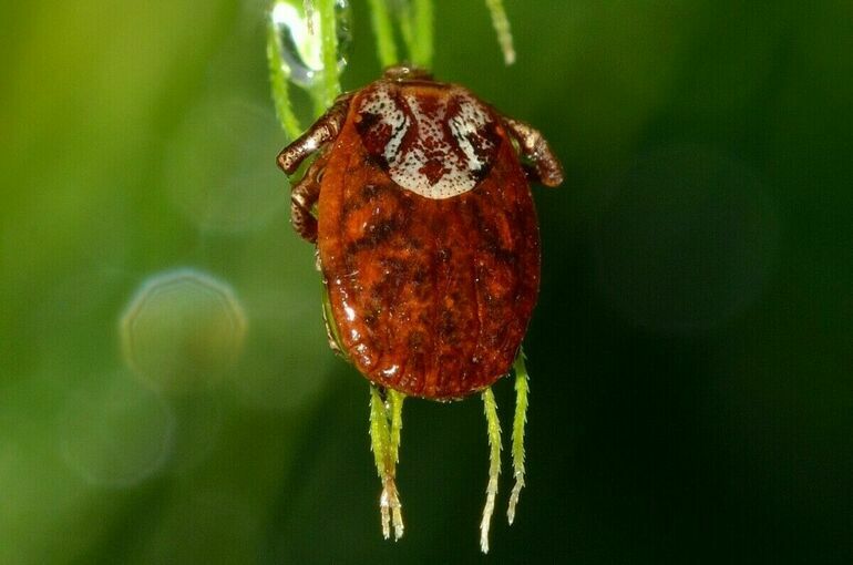 Врач рассказал, как правильно снять с себя клеща