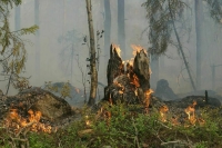 Вблизи пилорамы под Пермью горят лес и трава на площади 7 гектаров