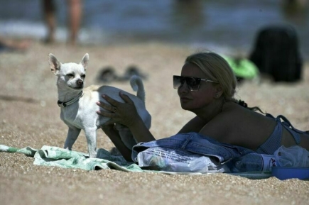 В Москве с собакой на пляж можно, в Крыму — нет