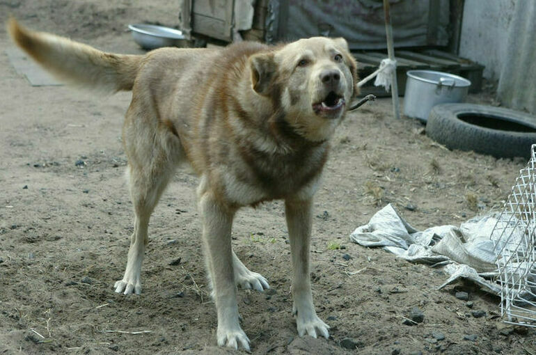 В Мосгордуме выступили против негуманных методов борьбы с нападениями собак