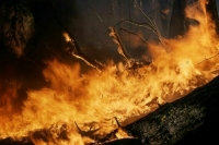 В Свердловской области из-за пожаров ввели режим ЧП