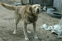 В Мосгордуме выступили против негуманных методов борьбы с нападениями собак