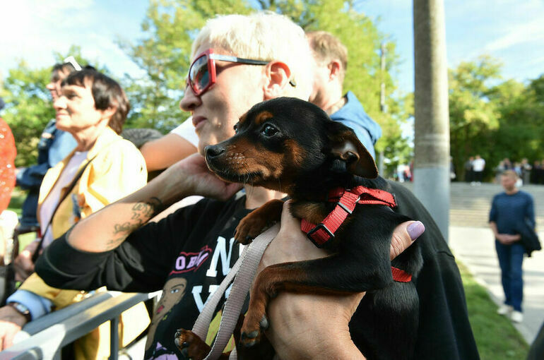 Регионы запрещают гулять с собаками на территории школ и детских садов