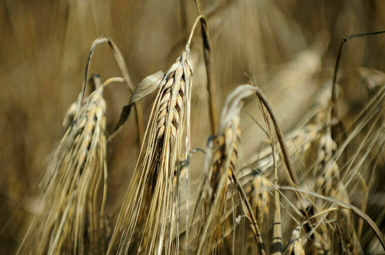 СМИ: Переговоры всех сторон по зерновой сделке запланированы на 3 мая