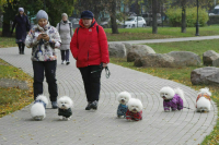 В России хотят регулировать разведение домашних животных