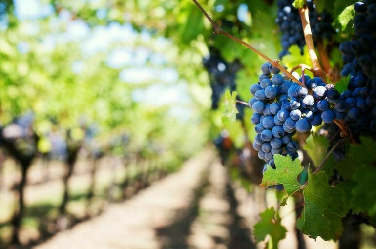 Вычет по акцизу на виноград в СКФО предложили продлить