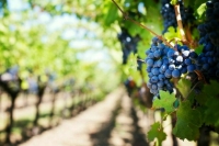 Вычет по акцизу на виноград в СКФО предложили продлить