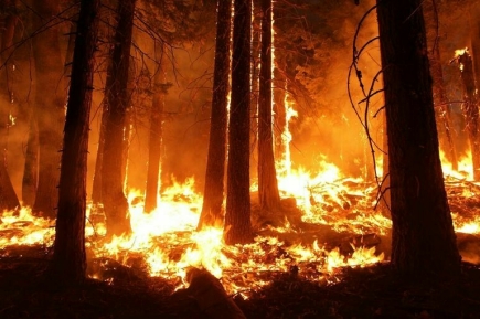 В Курганской области ввели «желтый» уровень пожарной опасности