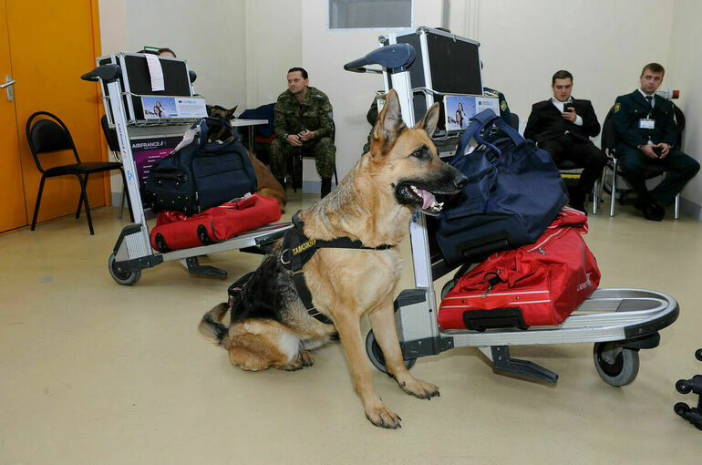 Обеспечить безопасность на транспорте помогут собаки