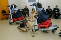 Обеспечить безопасность на транспорте помогут собаки
