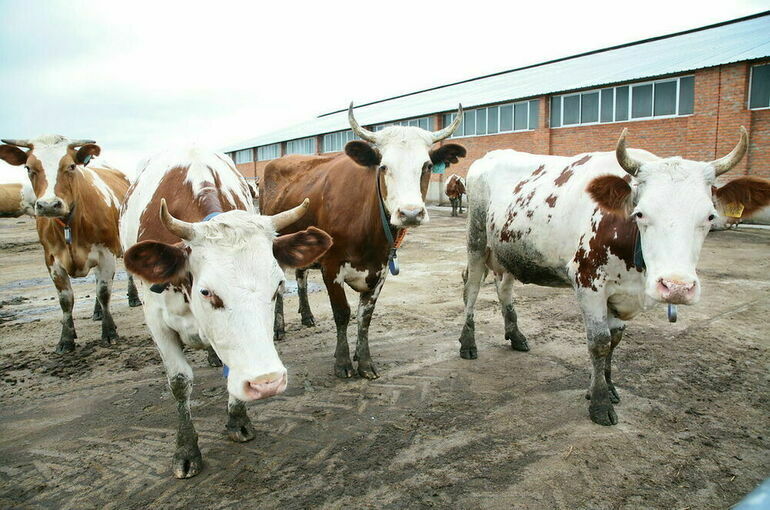 Предприятия по разведению и убою скота внепланово проверят из-за вспышек АЧС