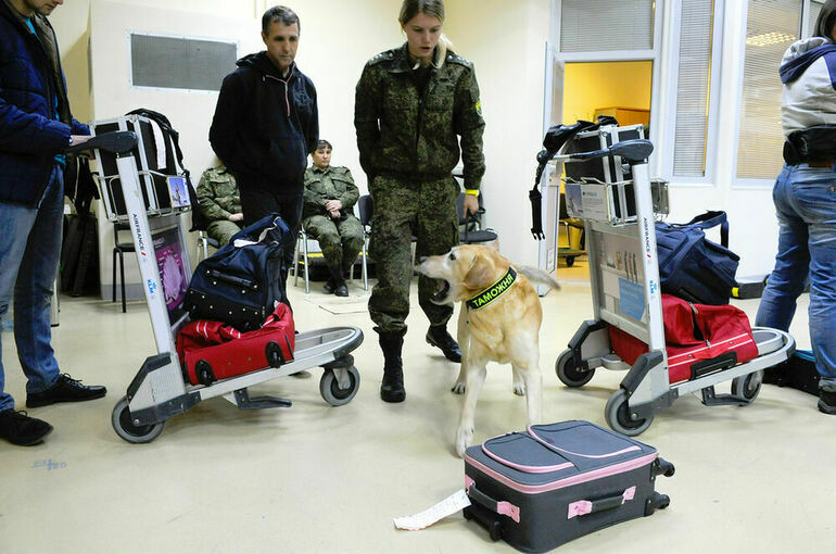 Госдума приняла закон о работе служебных собак на транспорте