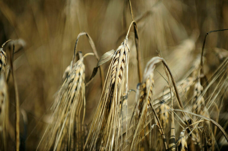 В Молдавии фермеры потребовали запретить импорт украинского зерна