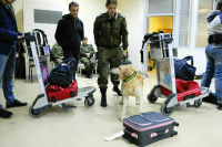 Госдума приняла закон о работе служебных собак на транспорте