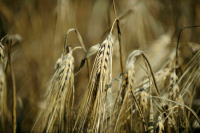 В Молдавии фермеры потребовали запретить импорт украинского зерна