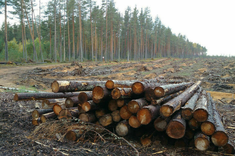 Договоры аренды леса предложили досрочно расторгать по решению суда