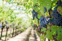 Контроль за использованием земель под виноградники предложили усилить 