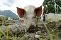 В приморском селе ввели режим ЧС из-за африканской чумы свиней