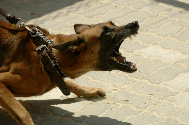 Владельцев кусачих собак оштрафуют на 200 тысяч рублей