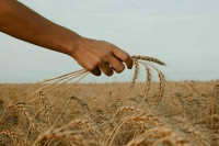 В Кремле заявили о продолжении контактов по зерновой сделке 